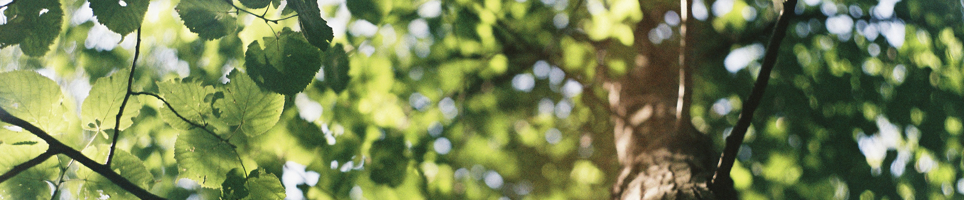 Arboricultural consultancy project support