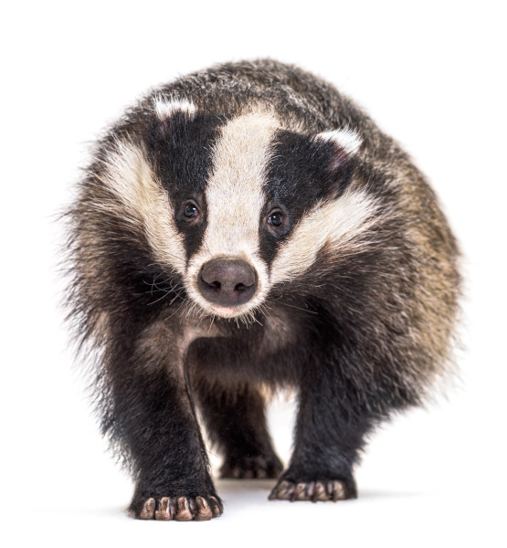 Badger Surveys Bolton