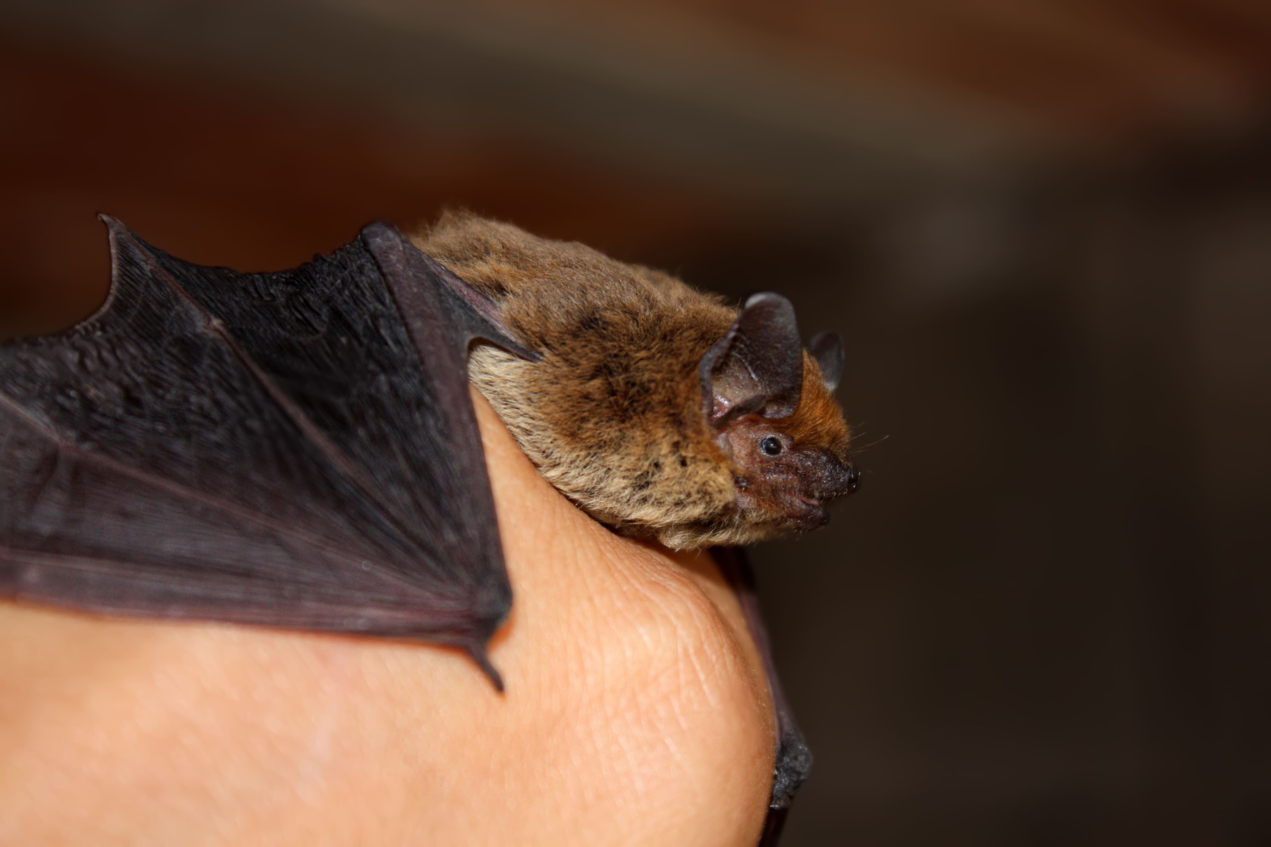 Bat survey project support