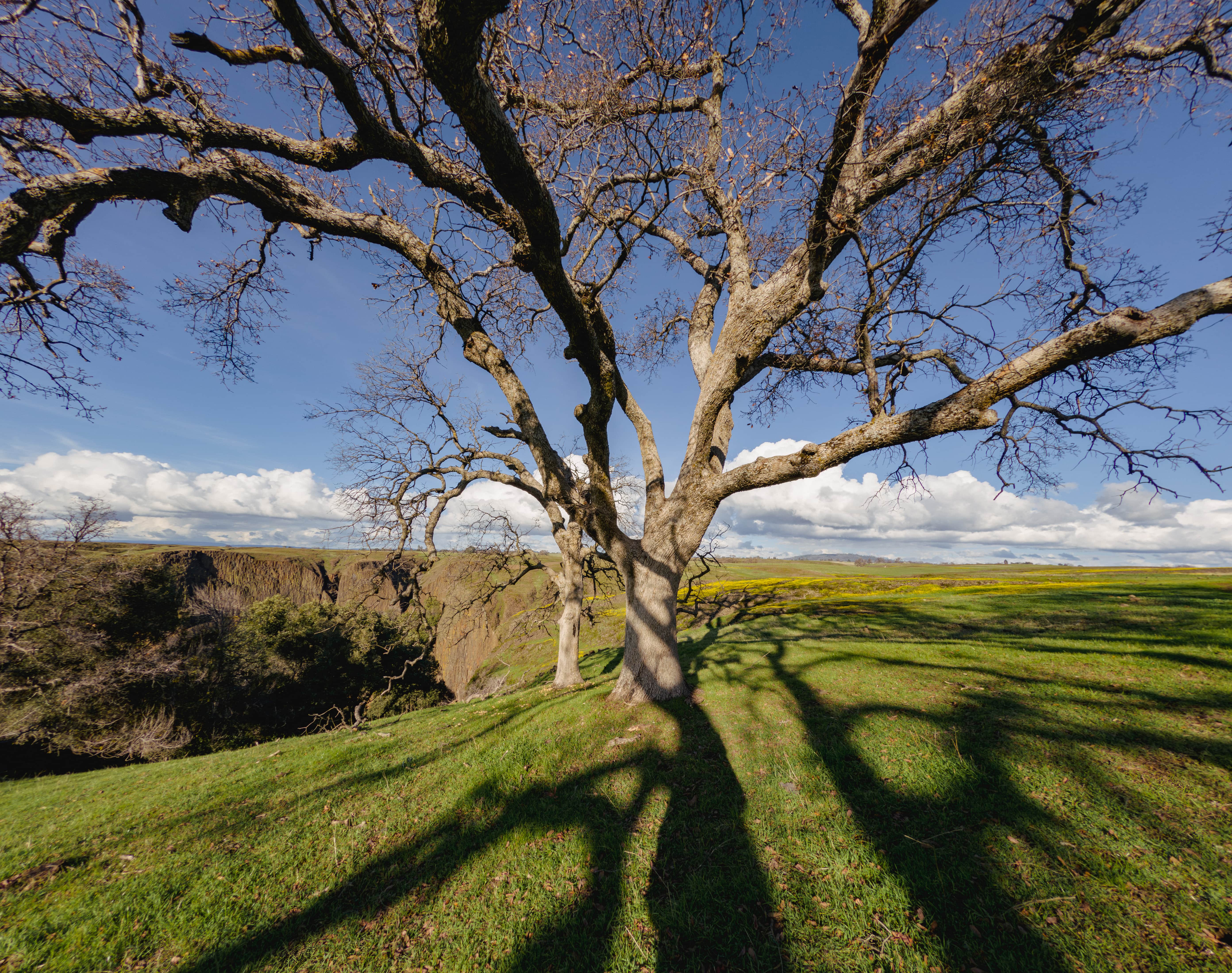 Appletons Tree Surveys
