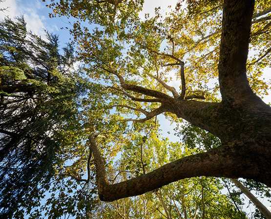Tree survey project support